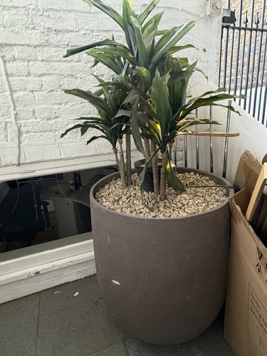 Large artificial dracaena - large,