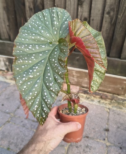 Polka dot begonia - dot, potted