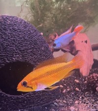 “The Safe Cave” Fish Cave Apistogramma Cichlids Free Shipping Large 3”x2.75”