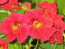 Nasturtium Seeds - Huge Selection of Varieties