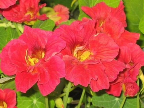 Nasturtium seeds huge - seeds,