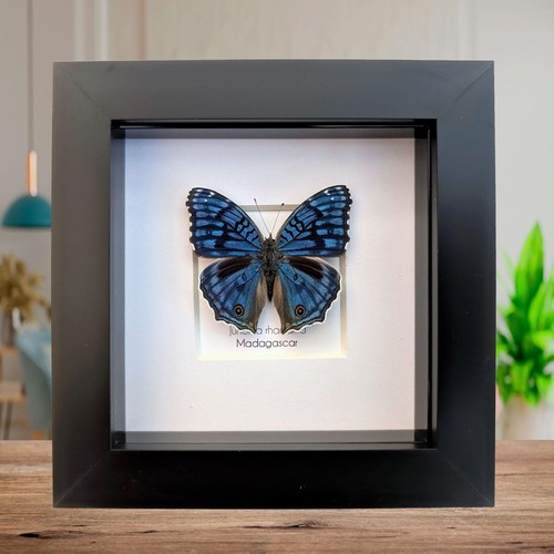 Framed junonia rhadama - framed,