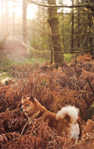 Dog postcard finnish spitz - dog,