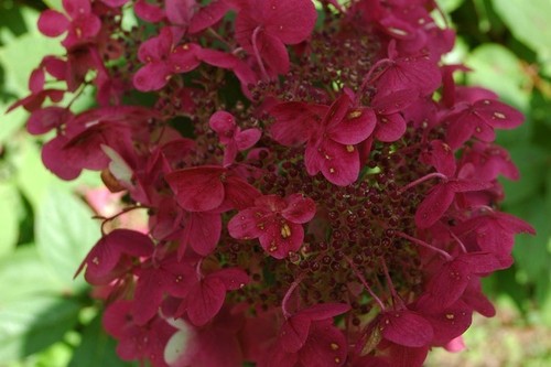 Hydrangea paniculata wims red - paniculata,