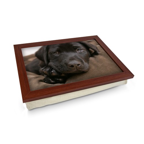 Chocolate labrador puppy - chocolate,