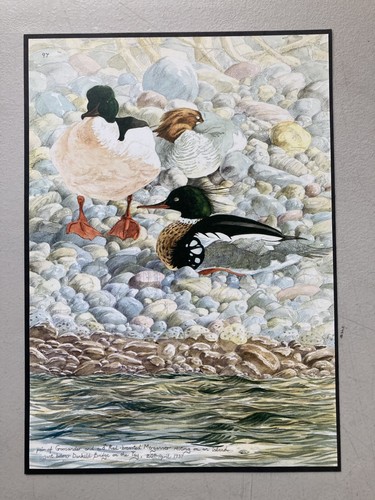 British bird print - ,