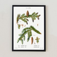 Vintage Botanical Pine Cones