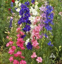 FIELD LARKSPUR IMPERIAL MIX -