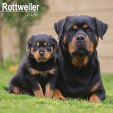 Rottweiler Calendar 2026, Wall