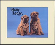 SHAR PEI  PUPPIES CHARMING DOG