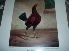 2 x OLD ENGLISH GAME FOWL