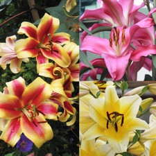T&M Tree Lily Bulb Collection