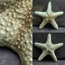 Two Vintage Chalkware Seafoam