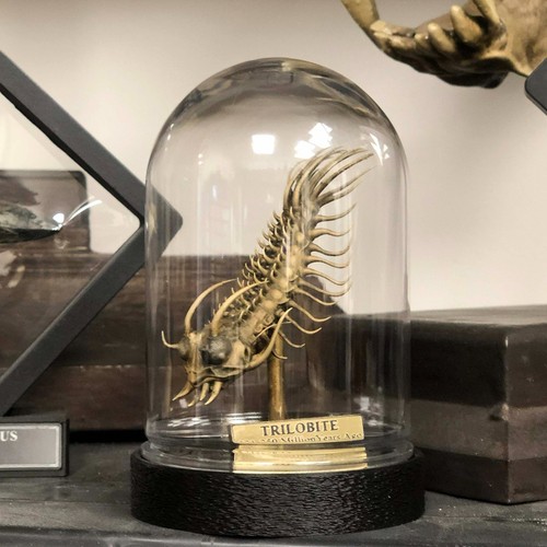 Trilobite fossil bell jar - -,