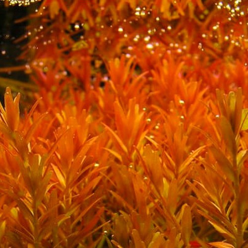 Rotala orange juice live - rotala,