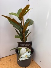 Magnolia grandiflora Little