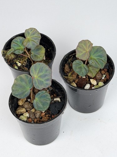 Begonia sarawak iridescent - begonia,