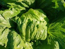 Lettuce Iceberg 6 Plug plants