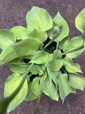 Hosta - MOON LILLY - Medium