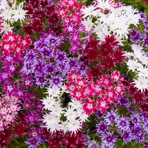 Phlox popstars mix - mix, star