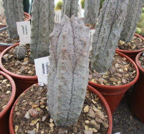 Euphorbia abdelkuri choice - abdelkuri, -choice