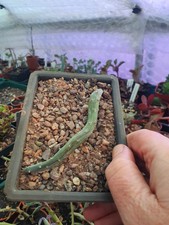 Kleinia pendulus (Senecio
