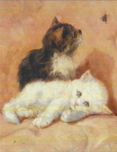 New cats kittens - cats,