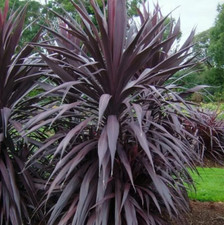 Cordyline Plants Burgundy