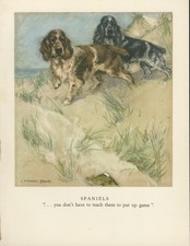 ENGLISH SPRINGER COCKER