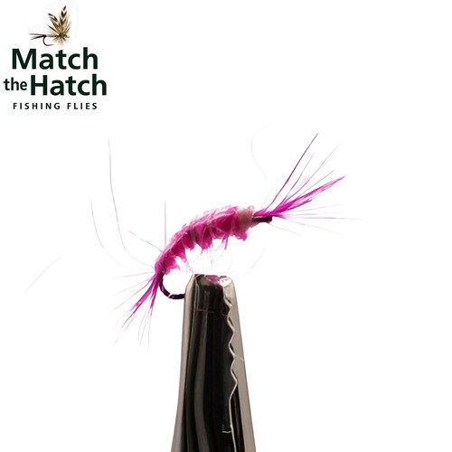 Pack pink scud gammarus - scud, (gammarus