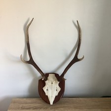  Deer Antlers skull Mounted On Wooden Shield.log cabin taxidermy ￼