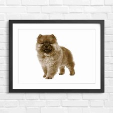 Fluffy Chow Chow Puppy