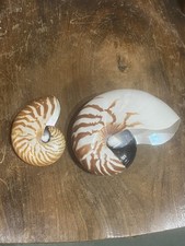 PAIR Sea Shells Beautiful