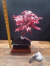 #725 Acer deshojo bonsai tree