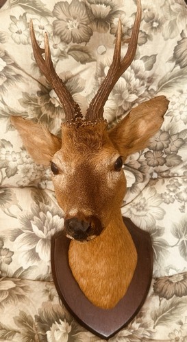 Vintage taxidermy roe deer - vintage,
