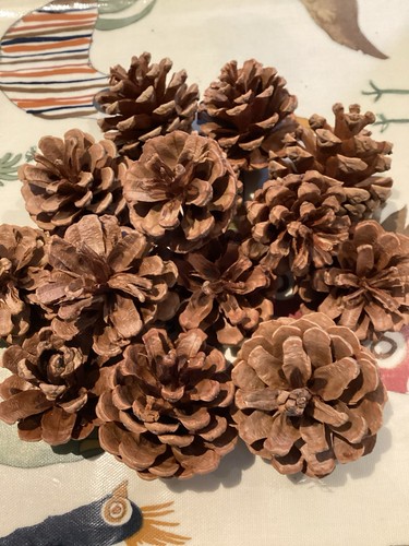 Natural dried pine cones ideal - dried,