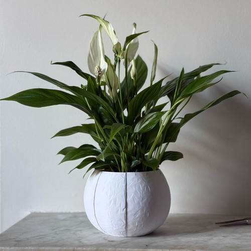 Self watering plant - self,