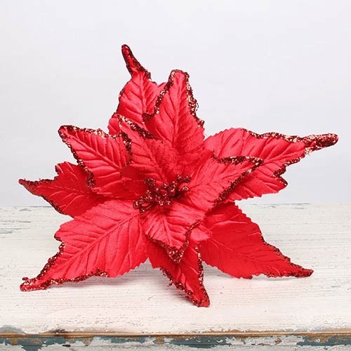 Red velvet poinsettia with - red,