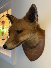 Taxidermy Fox Head
