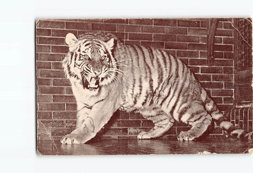 Postcard the siberian tiger - postcard,