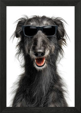 Cool Scottish Deerhound Dog