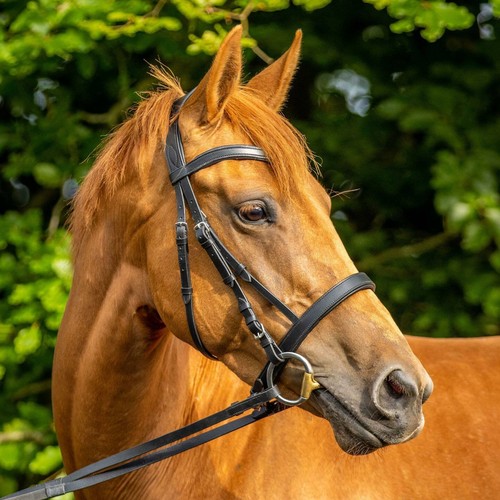 Anatomical cavesson bridle - anatomical,
