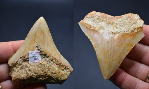 Sale best value megalodon - value,