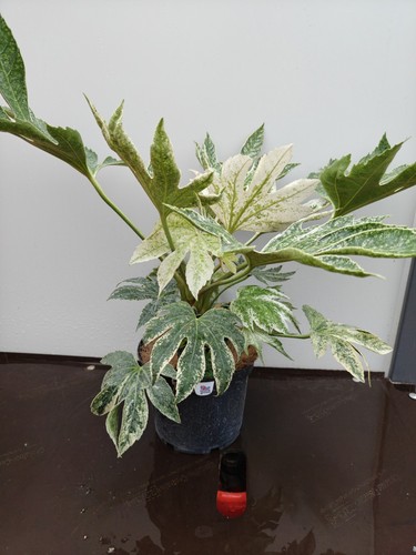 Fatsia spiders web - fatsia, 'spiders