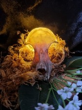 Enchanted Cat Skull Wall light | Dark Cottagecore & Academia Decor