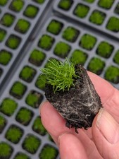 Irish moss 2cm plug - 48,