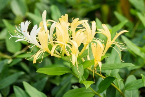 Honeysuckle lonicera japonica - ,