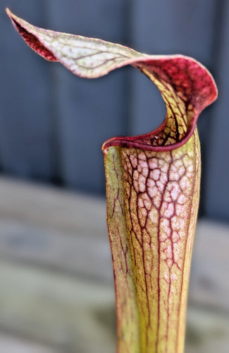 Sarracenia readii leucophylla - readii, (leucophylla