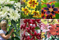 LILIES BULBS/TUBER PLANTING SPRING PERENNIAL GARDEN  TREE SUMMER QUALITY FLOWERS