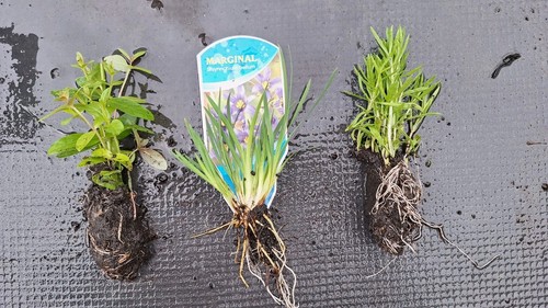 Pond plants marginals - x,